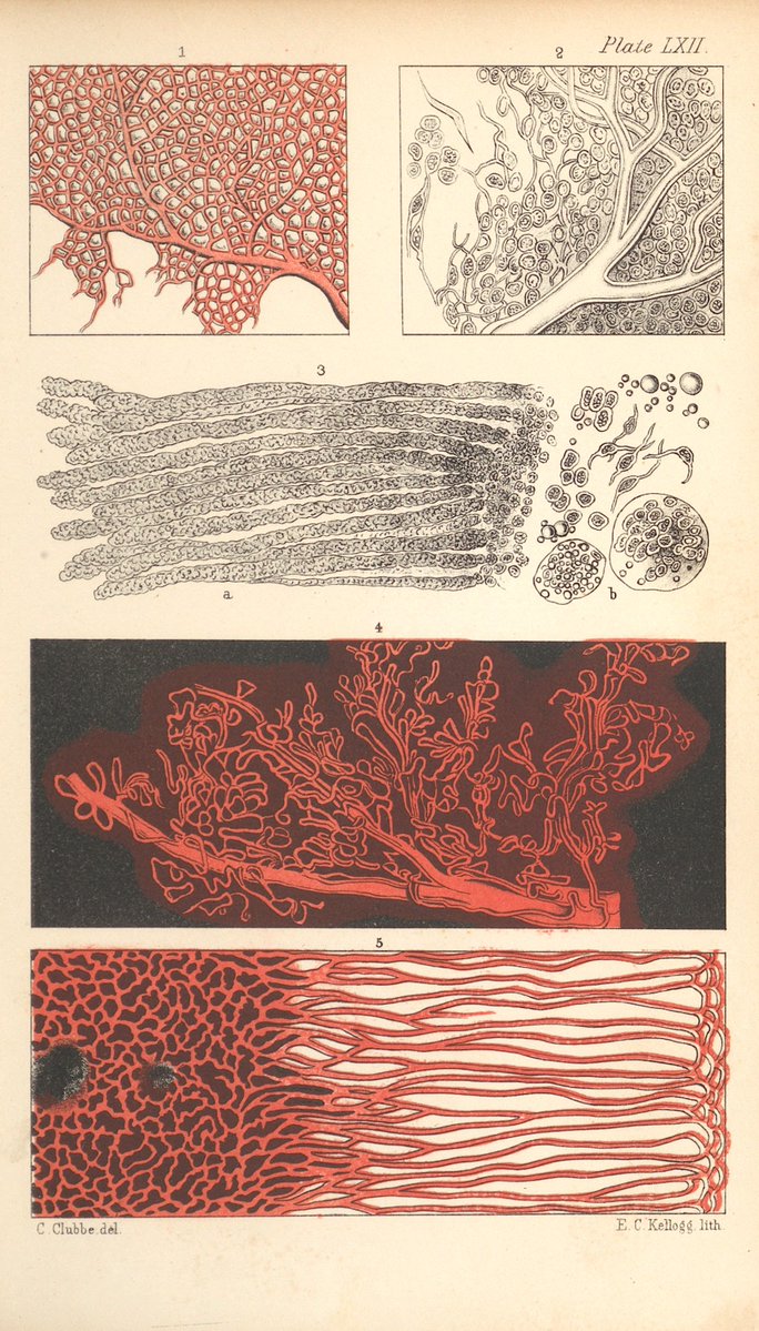 LaetitiaWilfert's tweet photo. Capillaries, blood vessels, and cells in tissue
1869 https://t.co/9AIjYkxulS