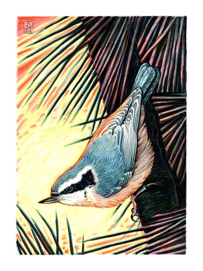 DesignStack_co's tweet photo. (press the link, to see of this)
Red-breasted Nuthatch.  🍃️🌺️🍃️
Colour #Pencils #Marker and Pens #Bird Drawing. By Veron Rishka. https://t.co/wNZ7YetNej https://t.co/GeOUoMJns1