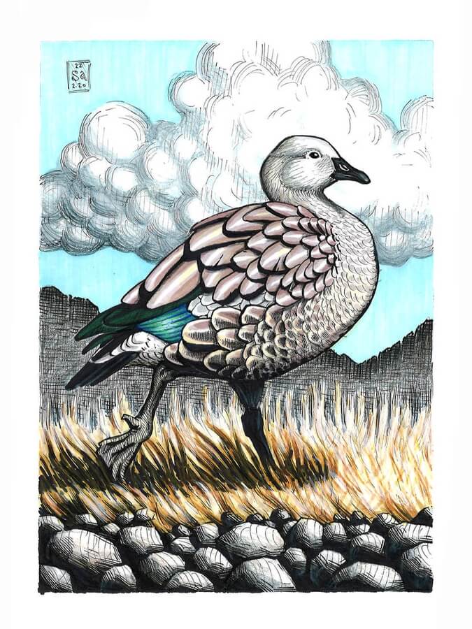DesignStack_co's tweet photo. (press the link, to see of this)
Blue-winged Goose.  🍃️🌺️🍃️
Colour #Pencils #Marker and Pens #Bird Drawing. By Veron Rishka. https://t.co/wNZ7Yeul3R https://t.co/E8VRfpatH4