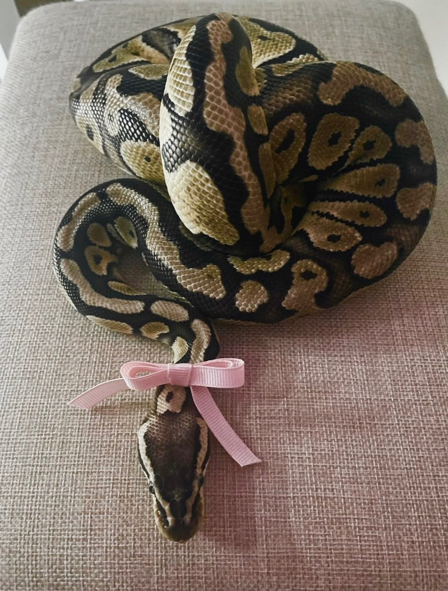 ballofapython's tweet photo. I’m just a girl 🎀 https://t.co/zJdlDUFG36