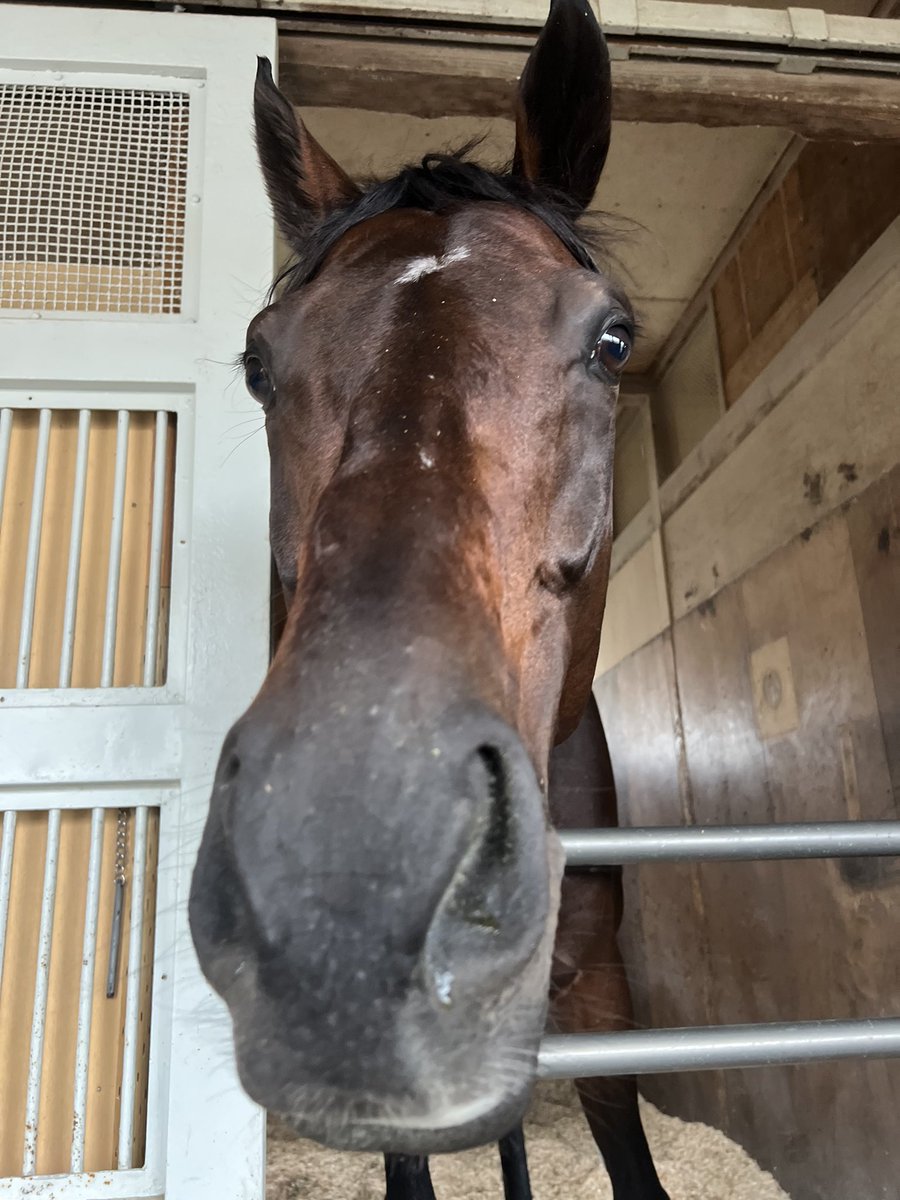 asari_stable's tweet photo. 【今週の浅利厩舎の出走予定】
9/27（日）
中山8R #レッドライトニング ルメール騎手

写真はレッドライトニングです！いつも一生懸命走る真面目な馬で、まさに男の中の男！✨
初コンビのルメール騎手とレースに挑みます！
今週も応援よろしくお願いいたします！

#浅利厩舎
#東京ホースレーシング https://t.co/yIvZrJJuqa