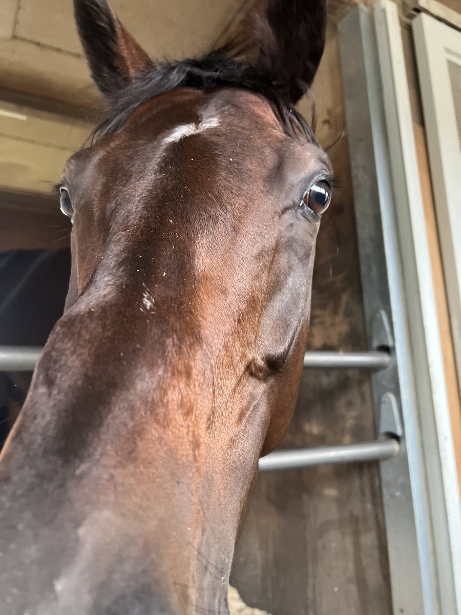 asari_stable's tweet photo. 【今週の浅利厩舎の出走予定】
9/27（日）
中山8R #レッドライトニング ルメール騎手

写真はレッドライトニングです！いつも一生懸命走る真面目な馬で、まさに男の中の男！✨
初コンビのルメール騎手とレースに挑みます！
今週も応援よろしくお願いいたします！

#浅利厩舎
#東京ホースレーシング https://t.co/yIvZrJJuqa