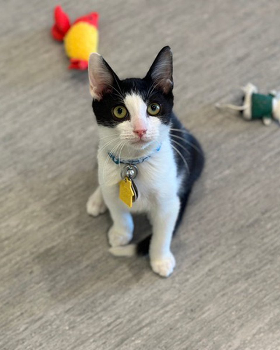 AnimalLeague's tweet photo. 🎉 Give Leo a little time… and then get ready for the pawty!

Six-month-old Leo (#NCR8894) takes a moment to get comfortable in a new setting, but once he does, this little guy is ready to turn up the fun!

Watching Leo discover his surroundings is half the fun. He carefully takes everything in, and then - when he’s ready - dives into floor time with toys, including his absolute favorite: his skirt toy! 😹

Leo came to us from our friends in North Carolina, who knew this energetic little guy deserved a better chance at finding his purrmanent home.

Could your home be the place where Leo finally lets loose and becomes the life of the pawty? 🐾❤️ #getyourrescueon  #biancasfurryfriends