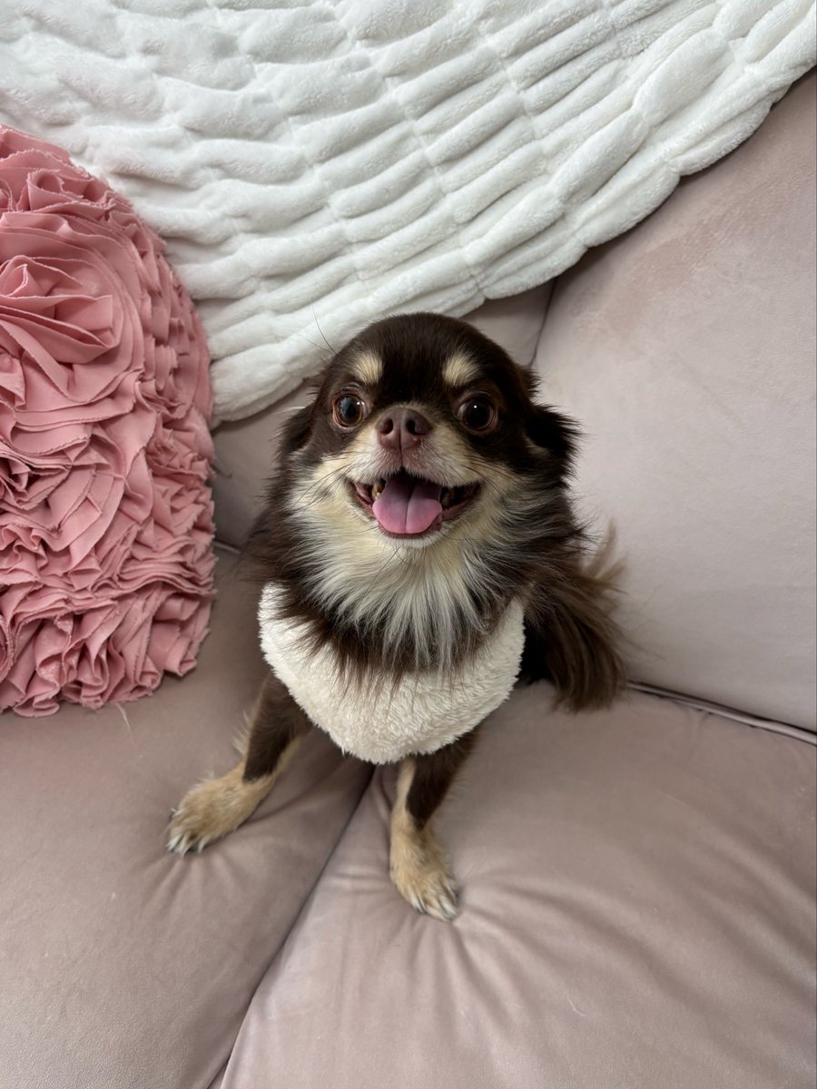 sokmgu's tweet photo. 🐶 https://t.co/dCZreUoA4e