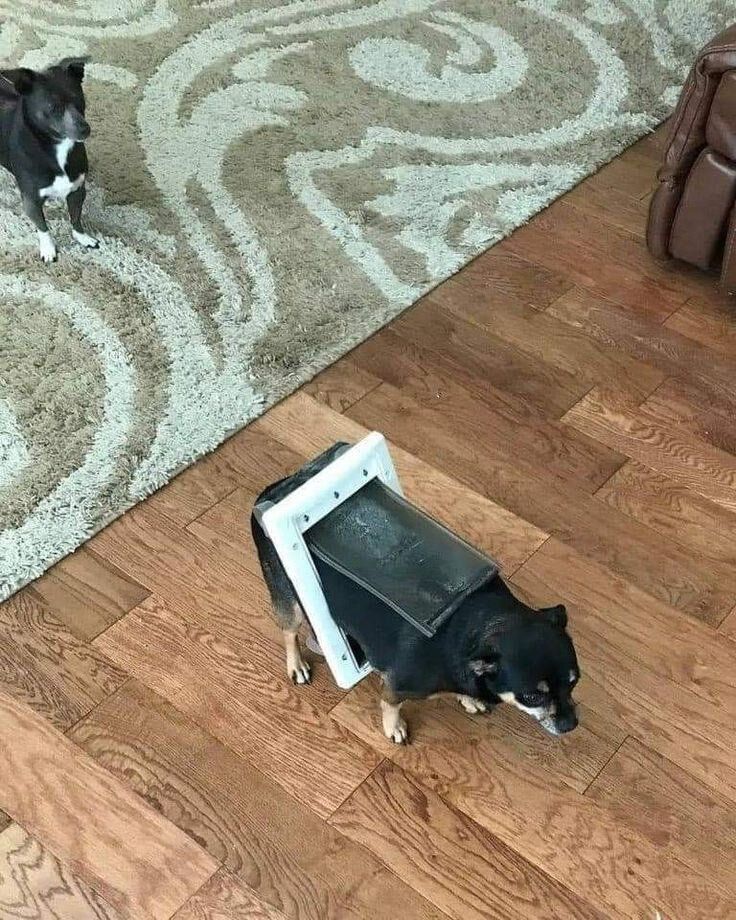 everythingdogss's tweet photo. https://t.co/xpB60mUeTu