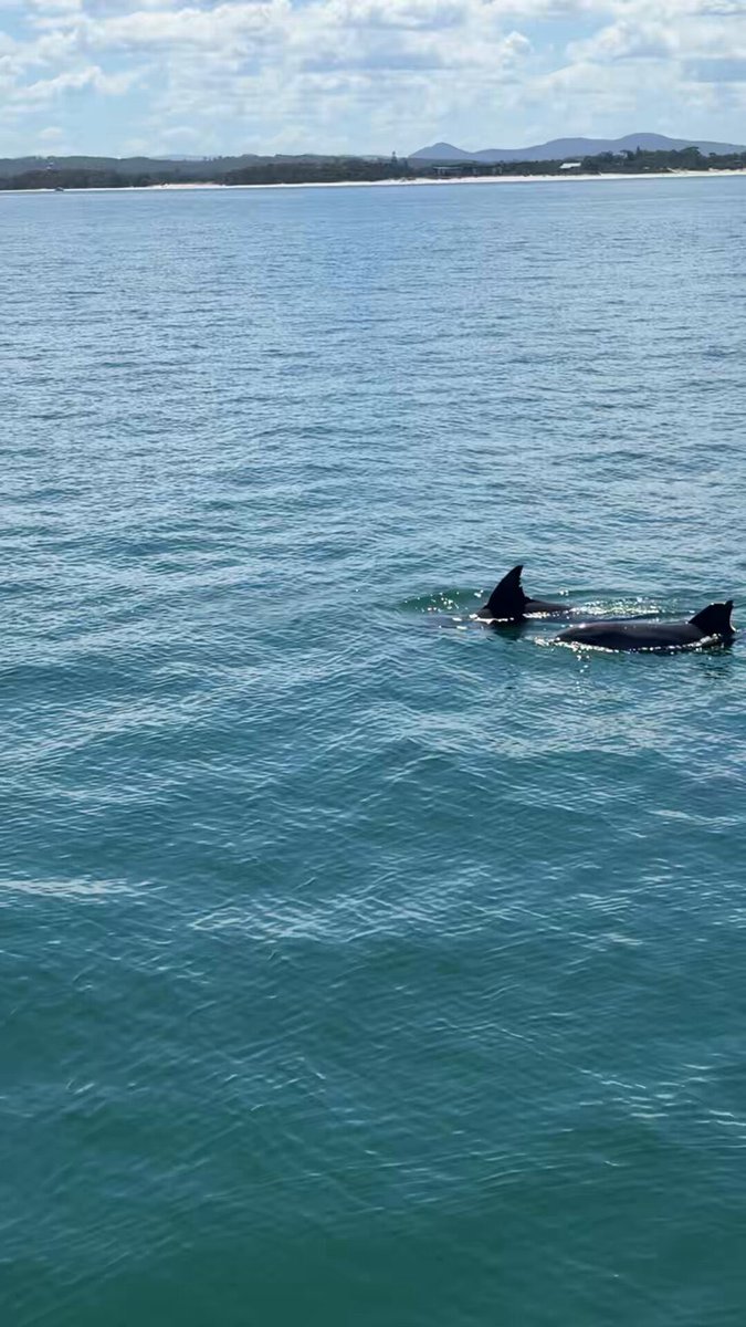 _martinslukkt's tweet photo. There’s time to go long, time to go short and time to go dolphin watching https://t.co/INwWcVl9xB