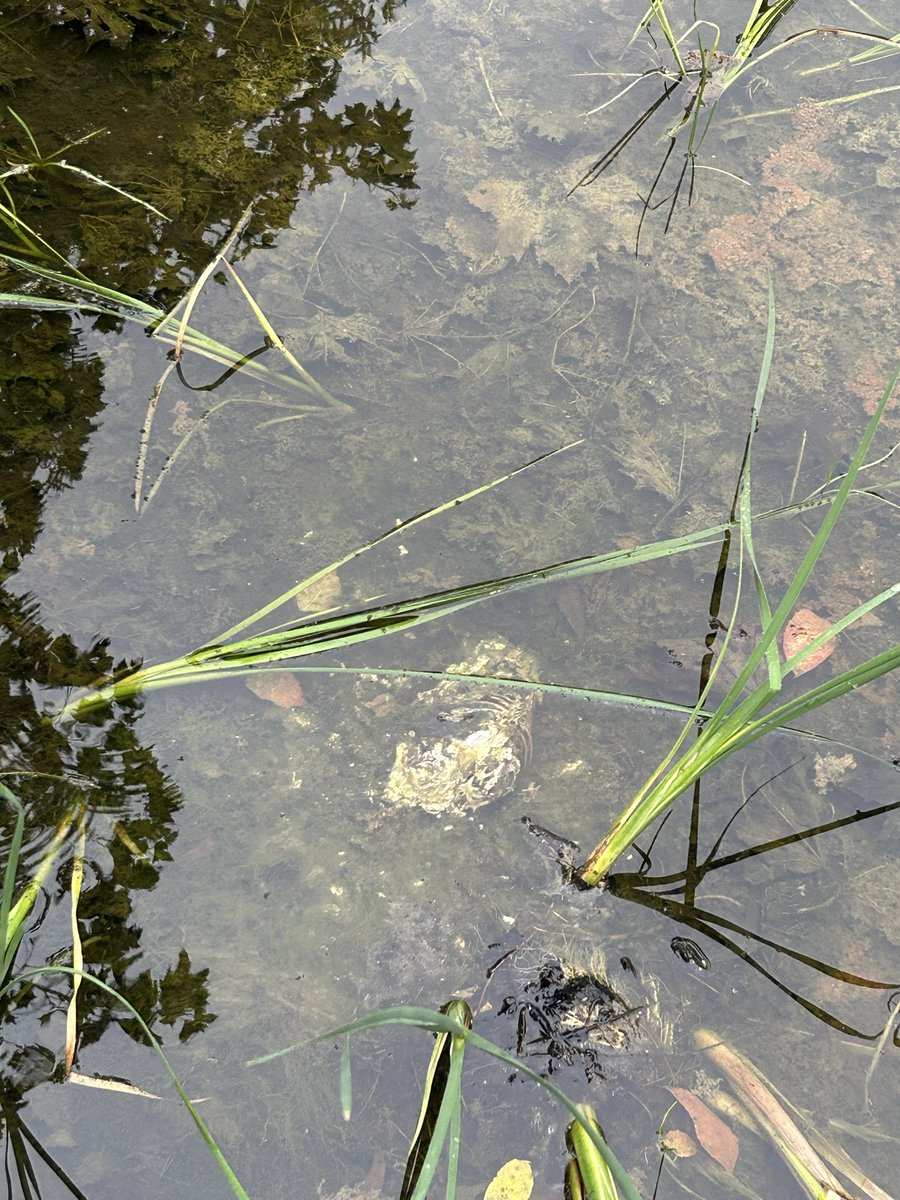 imtheveryworst's tweet photo. Visiting my parents and their pool has its own ecosystem along with multiple squirrel skeletons https://t.co/kqwNmsqwhz