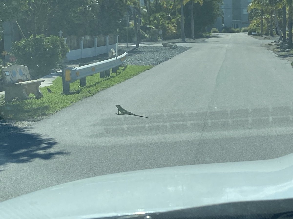 RacingToDisney's tweet photo. Apparently, today was iguana suicide day. These bastards were lucky I love animals. #KeysLife 🦎 https://t.co/QG3lfmp31w