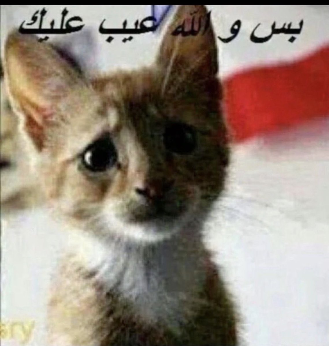 okayokayeee's tweet photo. ما تفهمون قد ايش اموت على ذا الرياكشن https://t.co/OtADFGVMi9