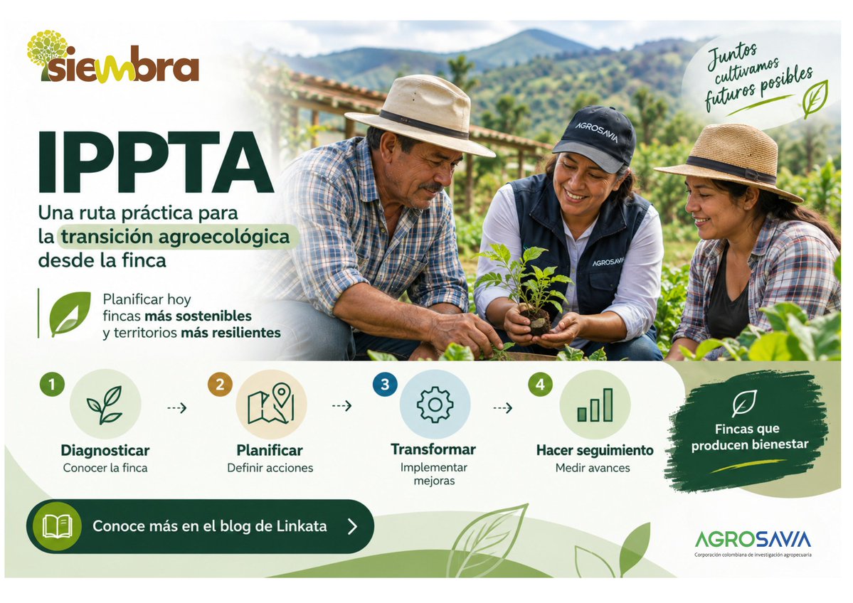 SomosAGROSAVIA's tweet photo. 🌱🚜 La transición agroecológica empieza con una ruta clara desde la finca.
Conoce el IPPTA, una herramienta práctica para avanzar hacia fincas más sostenibles y territorios más resilientes. 🌿🤝
La ruta propone 4 pasos clave:
1️⃣ Diagnosticar: conocer la finca
2️⃣ Planificar: definir acciones
3️⃣ Transformar: implementar mejoras
4️⃣ Hacer seguimiento: medir avances
📲 Conoce más en el blog de Linkata: https://t.co/QQmecBkOSH
💬 ¿En tu finca o territorio cuál paso necesita más impulso: diagnóstico, planificación, transformación o seguimiento?
#Agroecología #TransiciónAgroecológica #Linkata #Siembra #AGROSAVIA #InnovaciónAgropecuaria #DesarrolloRural
👩‍💻 Todo en un solo lugar: ciencia, tecnología y desarrollo para el agro.
👩‍💻 ¡Visítanos en https://t.co/kikJfJi8pP 🌱
