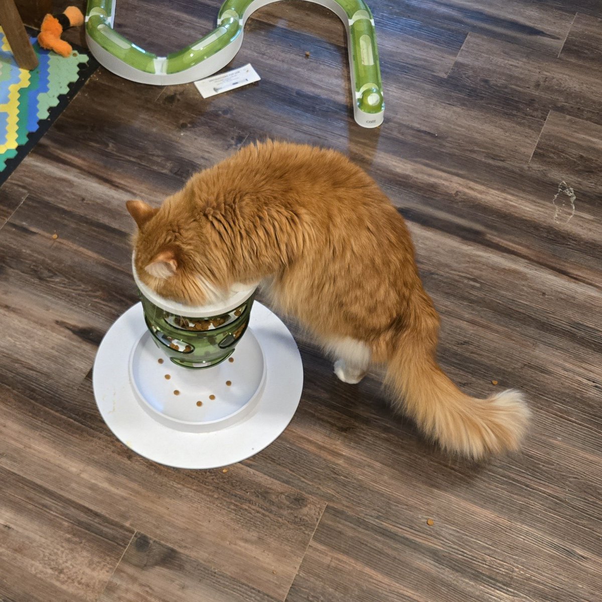 TriCopper's tweet photo. Sometimes I like to eat from the top of the foode Tower while balancing on my one back leg. https://t.co/rAGAJeHa3k