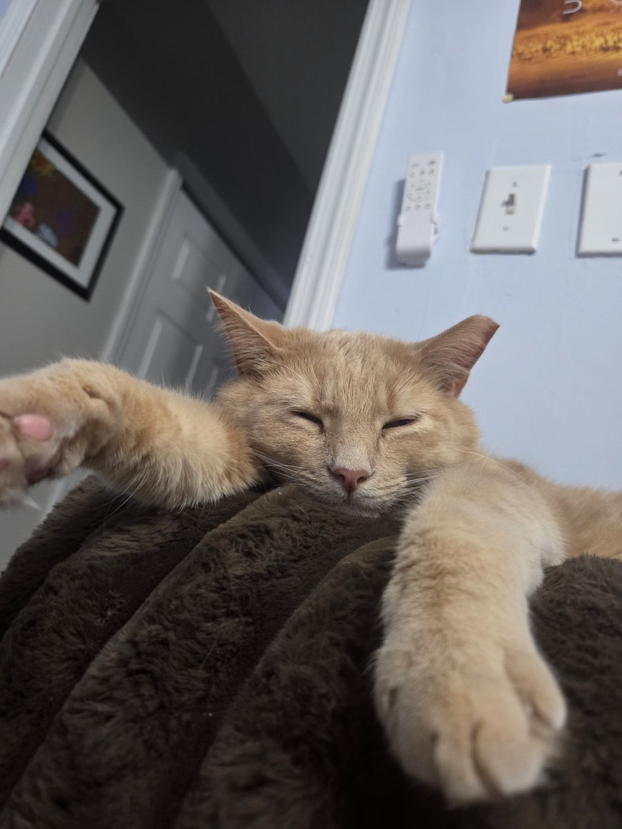 ItsABananaa's tweet photo. @goofiestgoobie This is my goob, my goobie, my goosie goober—if you will. He too is orange and has a cut ear. https://t.co/XPs9DP2MM9