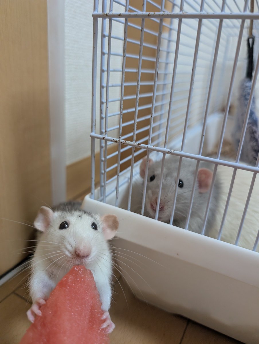 mi__0__'s tweet photo. もしかしたら来週あたりグラタンとチリの子どもが生まれ��かも。チリが妊娠疑惑なので😭グラのケージが壊れた時に脱走してたのでその時かなと⋯ケージは買いなおしました。

もし生まれてしまったら数にもよりますがTwitterにて里親募集します。写真はグラとチリ。きっとかわいいBabyだ😅 https://t.co/3hClYOISmr