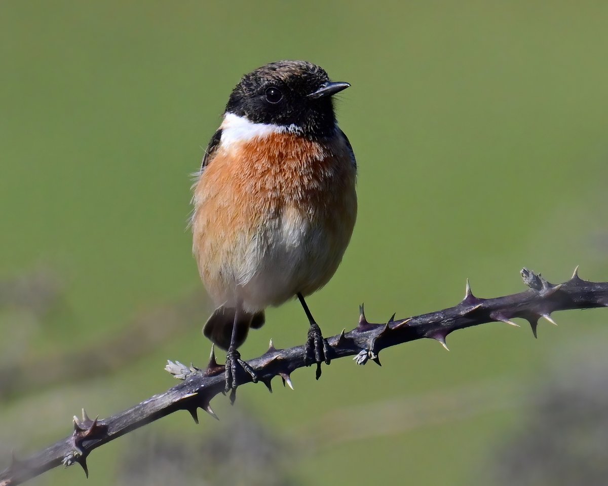 CarlBovisNature's tweet photo. A male Chat of the Stone variety! 😍
 Taken this spring at Porthleven in Cornwall. 😊🐦 https://t.co/VJ09KgeIPT