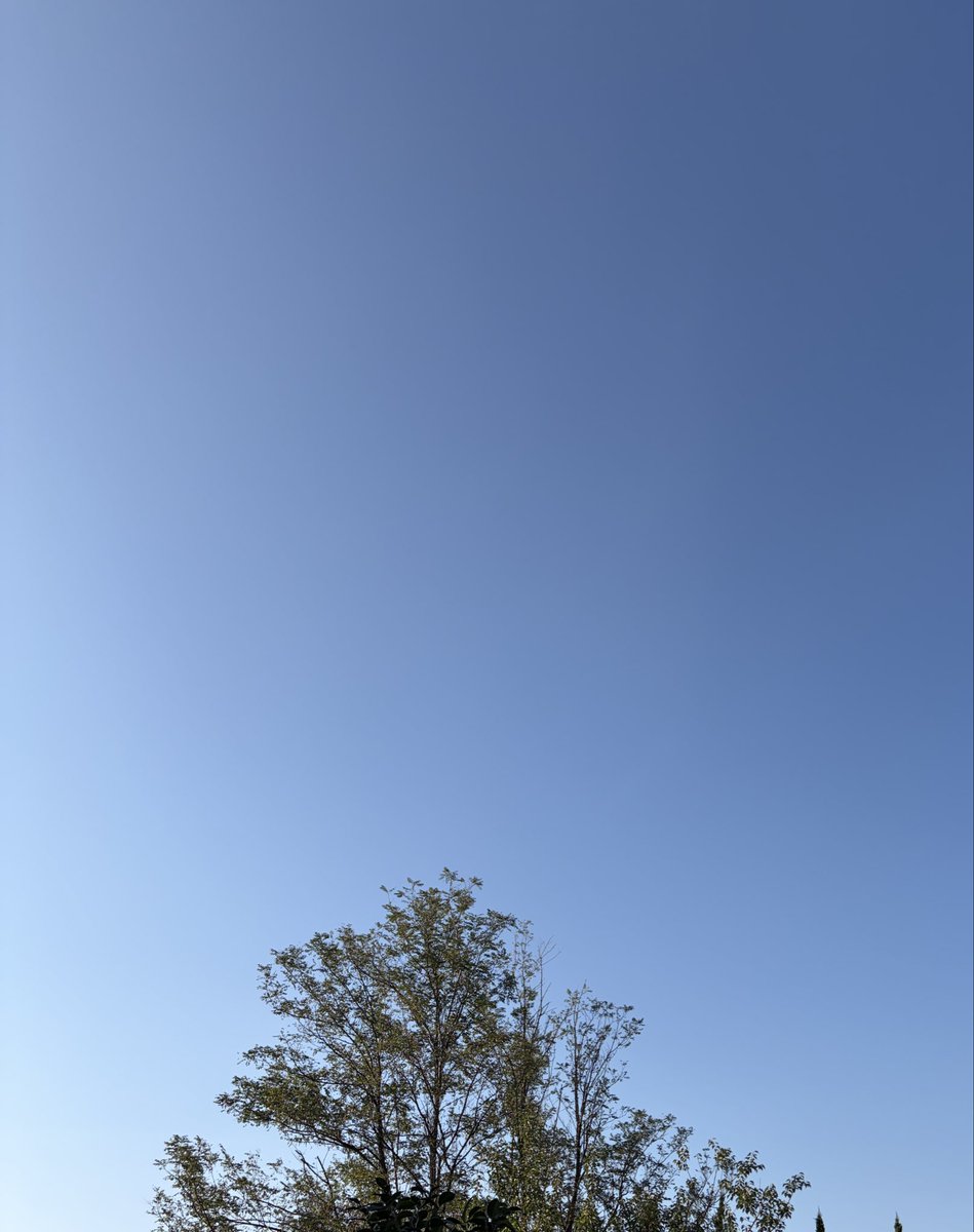 chatora32915830's tweet photo. おはようございます🥰

天気は☀️🌩️
最高気温25℃
朝から良い天気です♪

今朝も原坊の朝顔が元気に咲いて
います💠💕

今日も佳き一日をお過ごし
くださいね🌸😊
#原坊の朝顔 
#イマソラ https://t.co/ReL7LXx7Am