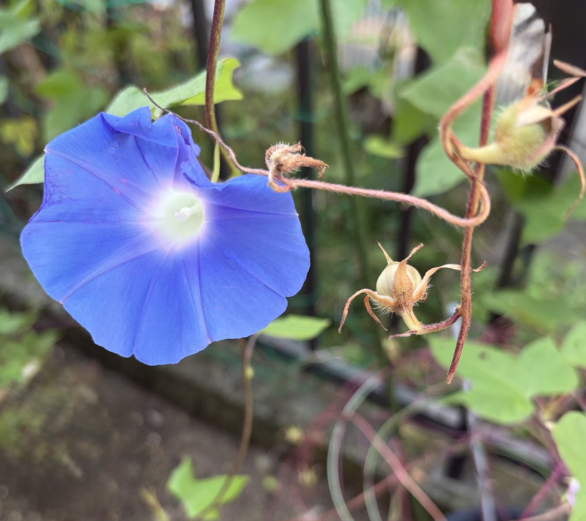chatora32915830's tweet photo. おはようございます🥰

天気は☀️🌩️
最高気温25℃
朝から良い天気です♪

今朝も原坊の朝顔が元気に咲いて
います💠💕

今日も佳き一日をお過ごし
くださいね🌸😊
#原坊の朝顔 
#イマソラ https://t.co/ReL7LXx7Am