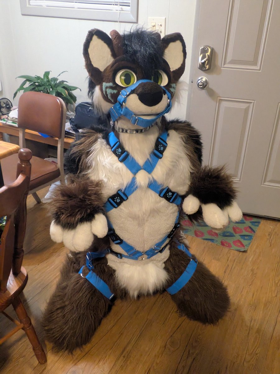 BlitzenAD's tweet photo. How to find me #FTO26  

• Do's 
- Come say hi 
- Ask for cuddles
- Ask to make content 
- Buy me a drink
- hHugs are always welcomed 

•Don'ts 
- Be weird 
- Follow without interacting 
- Grabe inappropriately me in a public spot ;) https://t.co/ZqwzpwlmLy
