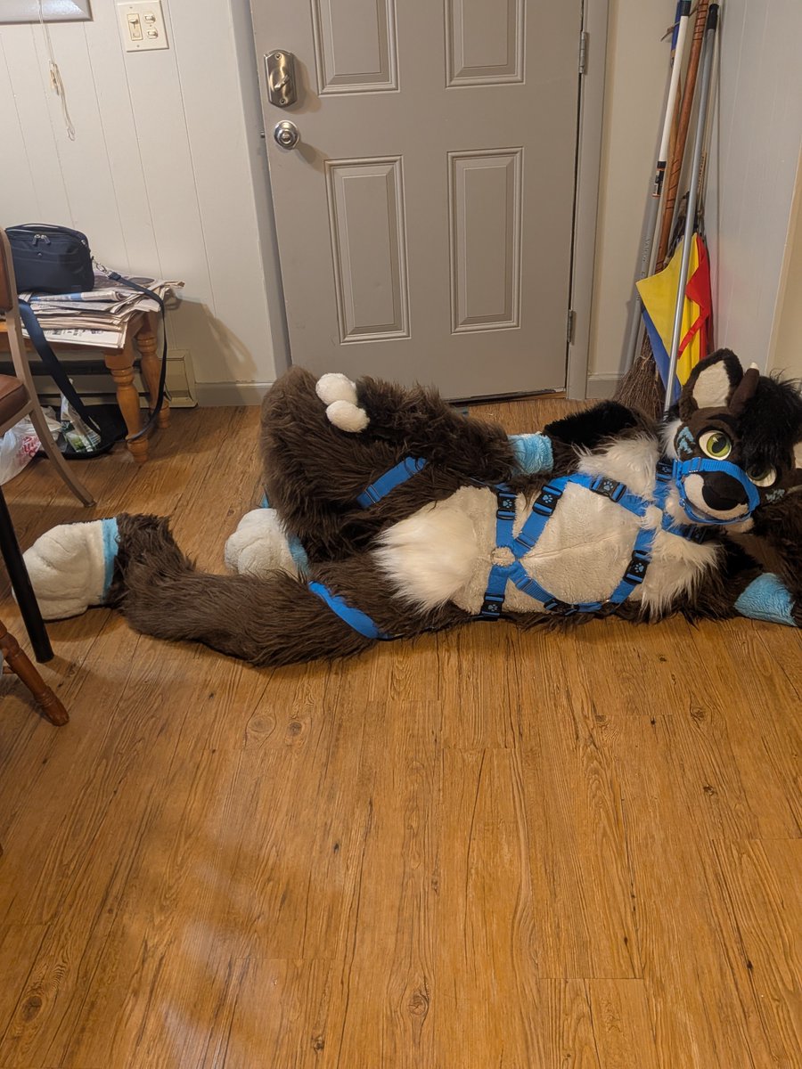 BlitzenAD's tweet photo. How to find me #FTO26  

• Do's 
- Come say hi 
- Ask for cuddles
- Ask to make content 
- Buy me a drink
- hHugs are always welcomed 

•Don'ts 
- Be weird 
- Follow without interacting 
- Grabe inappropriately me in a public spot ;) https://t.co/ZqwzpwlmLy