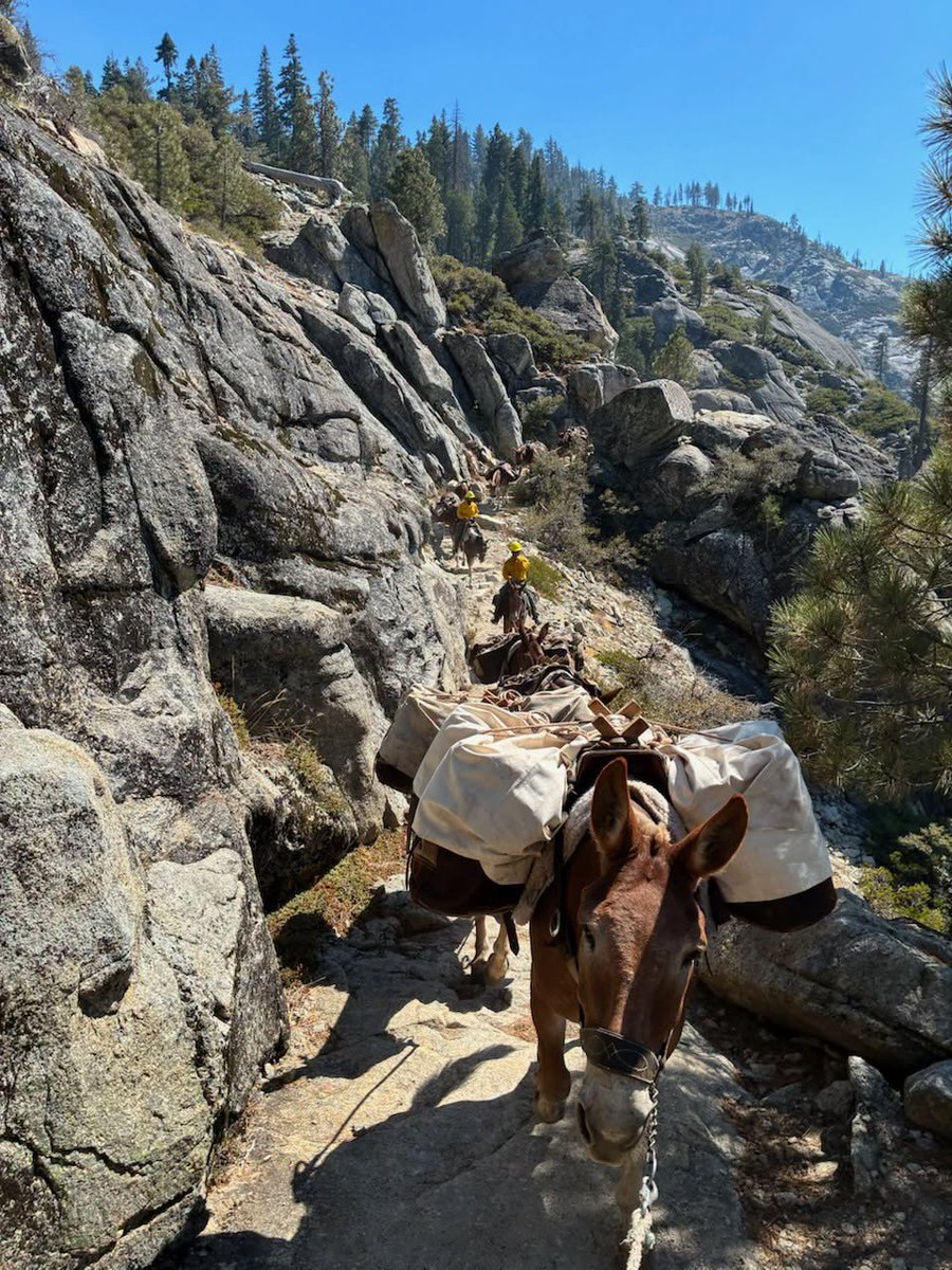 ShastaTrinityNF's tweet photo. The Weaverville Ranger District pack team from the Shasta-Trinity National Forest is supporting the #DomeFire in @YosemiteNPS , using mules to pack critical supplies to firefighters working in remote, rugged terrain where vehicles simply can’t go. https://t.co/3oYg9ZGCHS