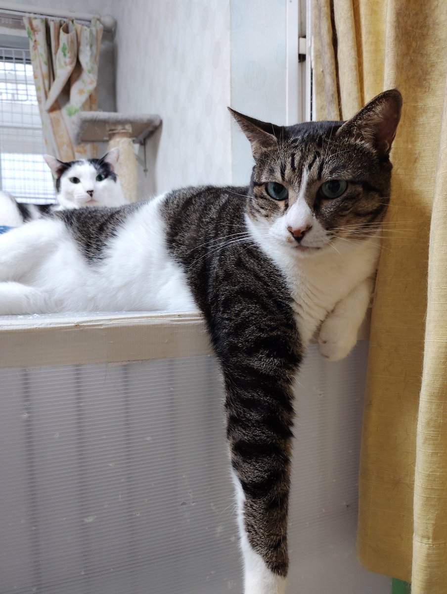 noranorahouse's tweet photo. おはようございます！

明日26日(土)11時～
茂原珈琲さんで保護猫譲渡会開催します😸
チャリティー販売もありますので沢山のご来場お待ちしております😊

#のらのらハウス　#保護猫　#猫譲渡会　#茂原珈琲譲渡会　#猫里親さま募集中　　#チャリティー販売　#ご支援のご協力お願いします　#拡散希望 https://t.co/Gf5OyojhwS