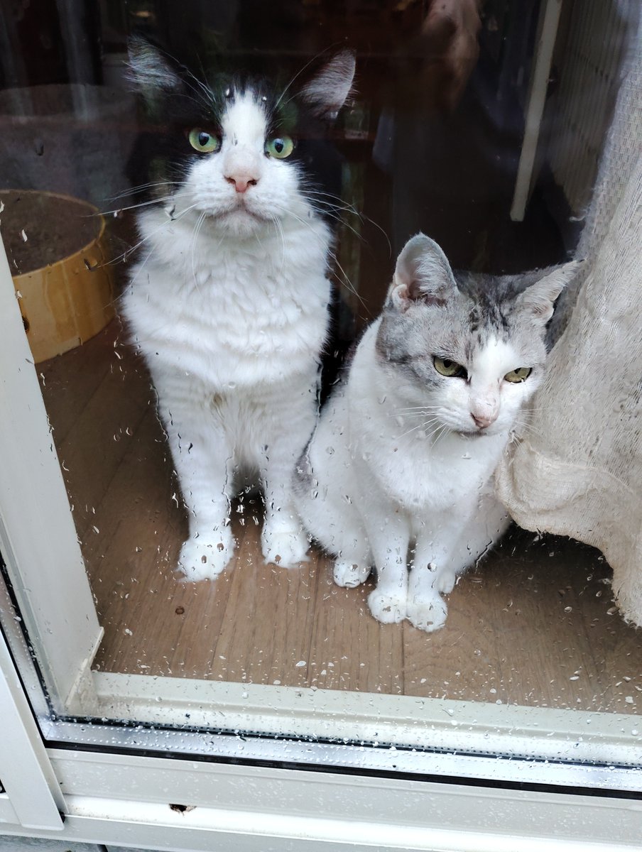 noranorahouse's tweet photo. おはようございます！

明日26日(土)11時～
茂原珈琲さんで保護猫譲渡会開催します😸
チャリティー販売もありますので沢山のご来場お待ちしております😊

#のらのらハウス　#保護猫　#猫譲渡会　#茂原珈琲譲渡会　#猫里親さま募集中　　#チャリティー販売　#ご支援のご協力お願いします　#拡散希望 https://t.co/Gf5OyojhwS
