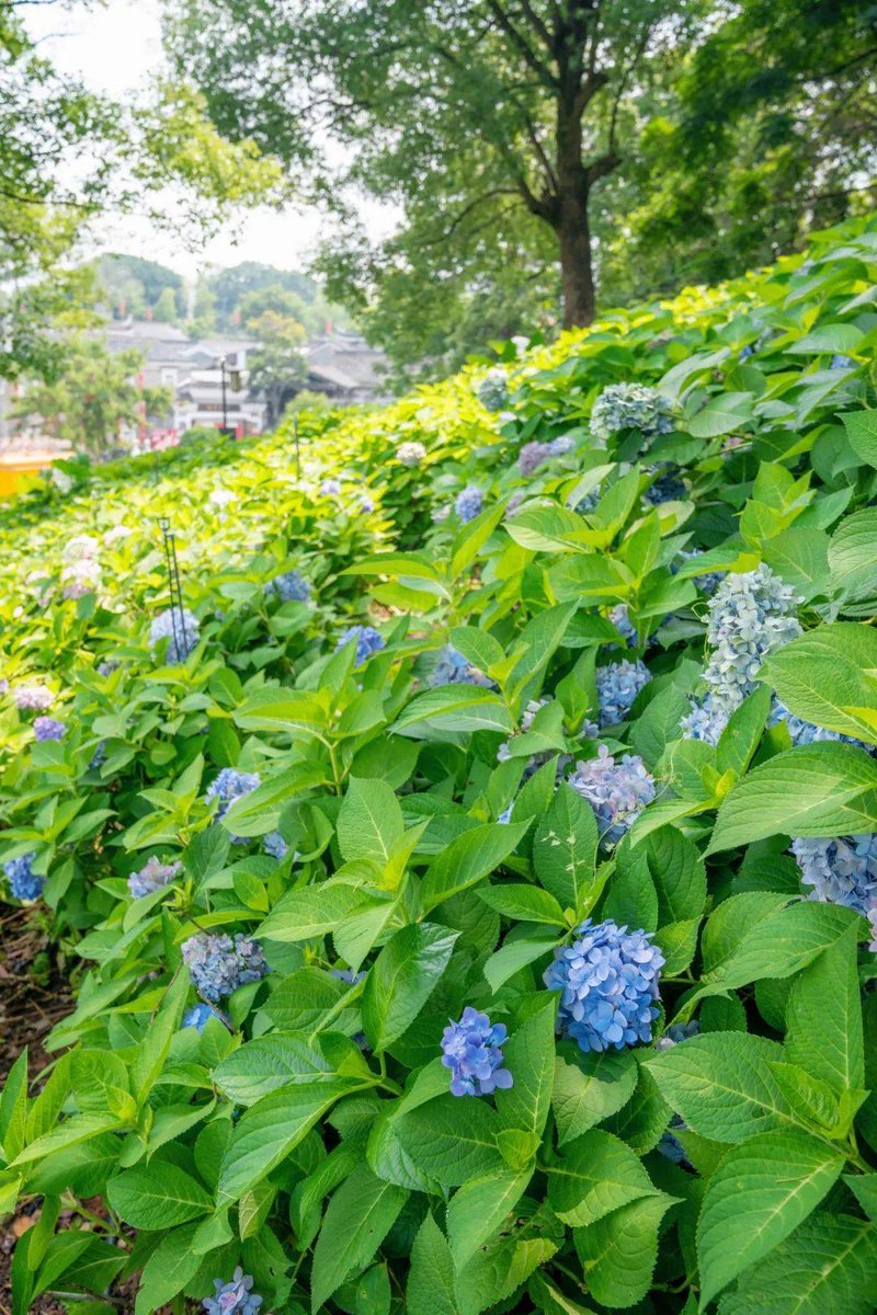 MelidaPolvou's tweet photo. Jardín colgante lleno de flores coloridas, el viento acaricia mis cabellos en esta tarde de ocio en el barrio. https://t.co/C9OSel2tkz