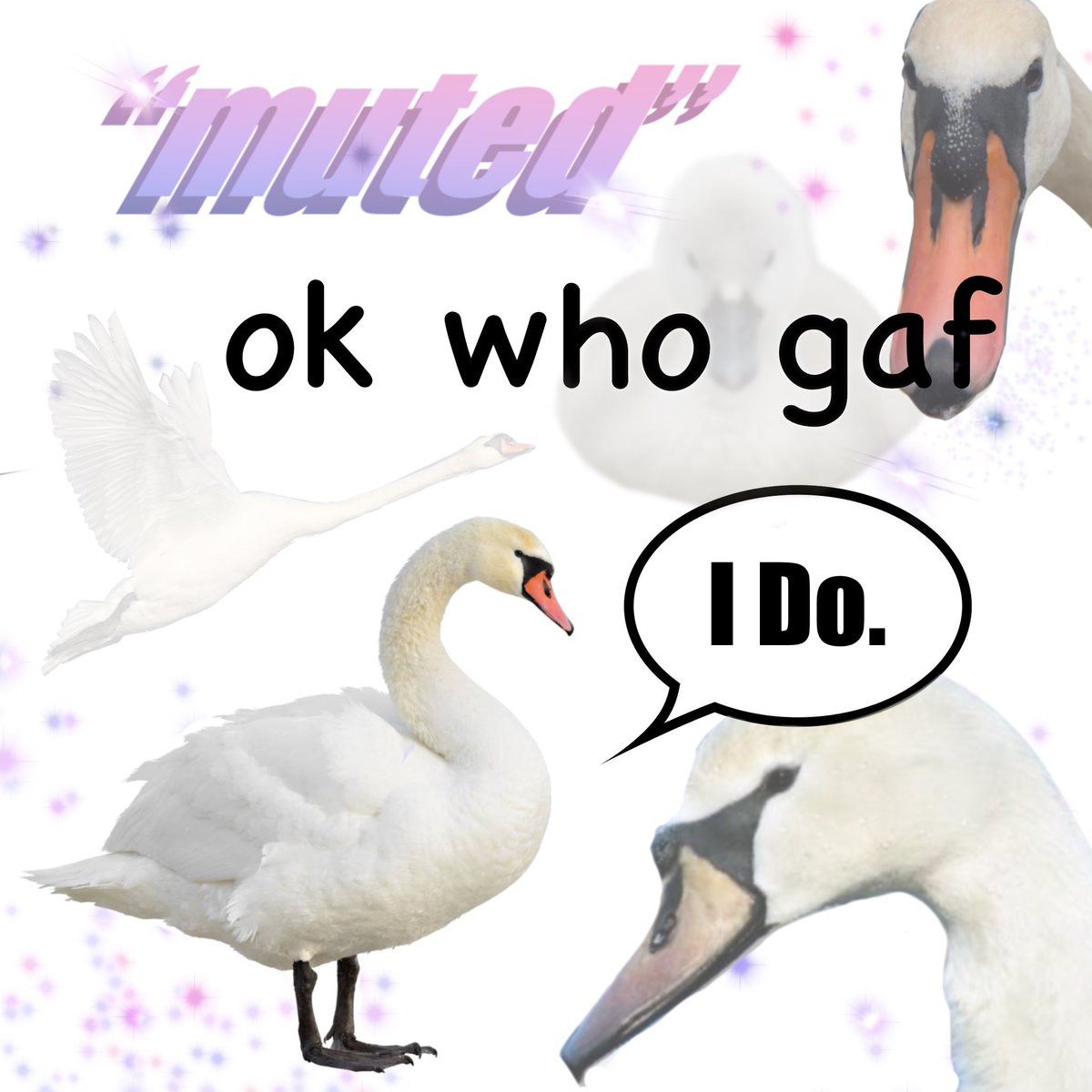 owlithology's tweet photo. debuting my new birdtwt image. i think i’m pretty funny https://t.co/sWcv66XQCd