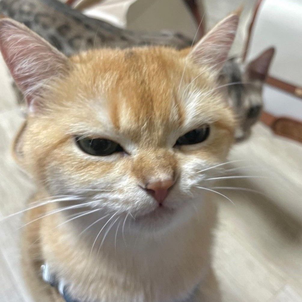 eomuseo's tweet photo. angy kitty > ˕ < 💢 https://t.co/VisW7XVo5w