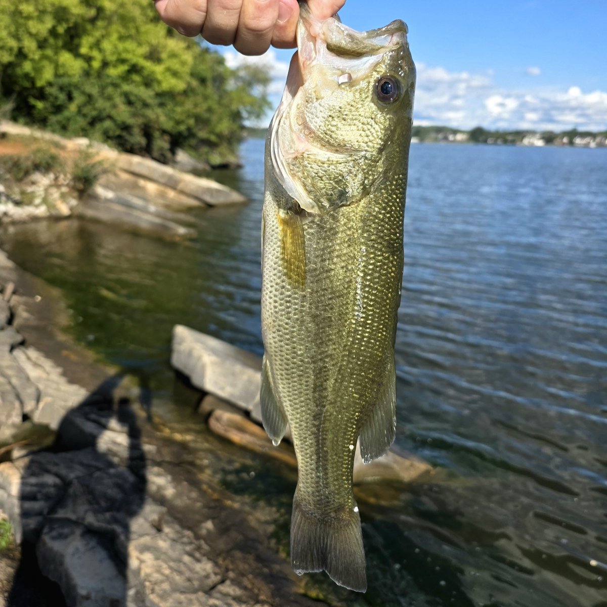 Dariuszpmb's tweet photo. @KeithMalinak Catch of the day after work #fishing #catchoftheday🎣 #bankfishing https://t.co/aC05OLB5Sk