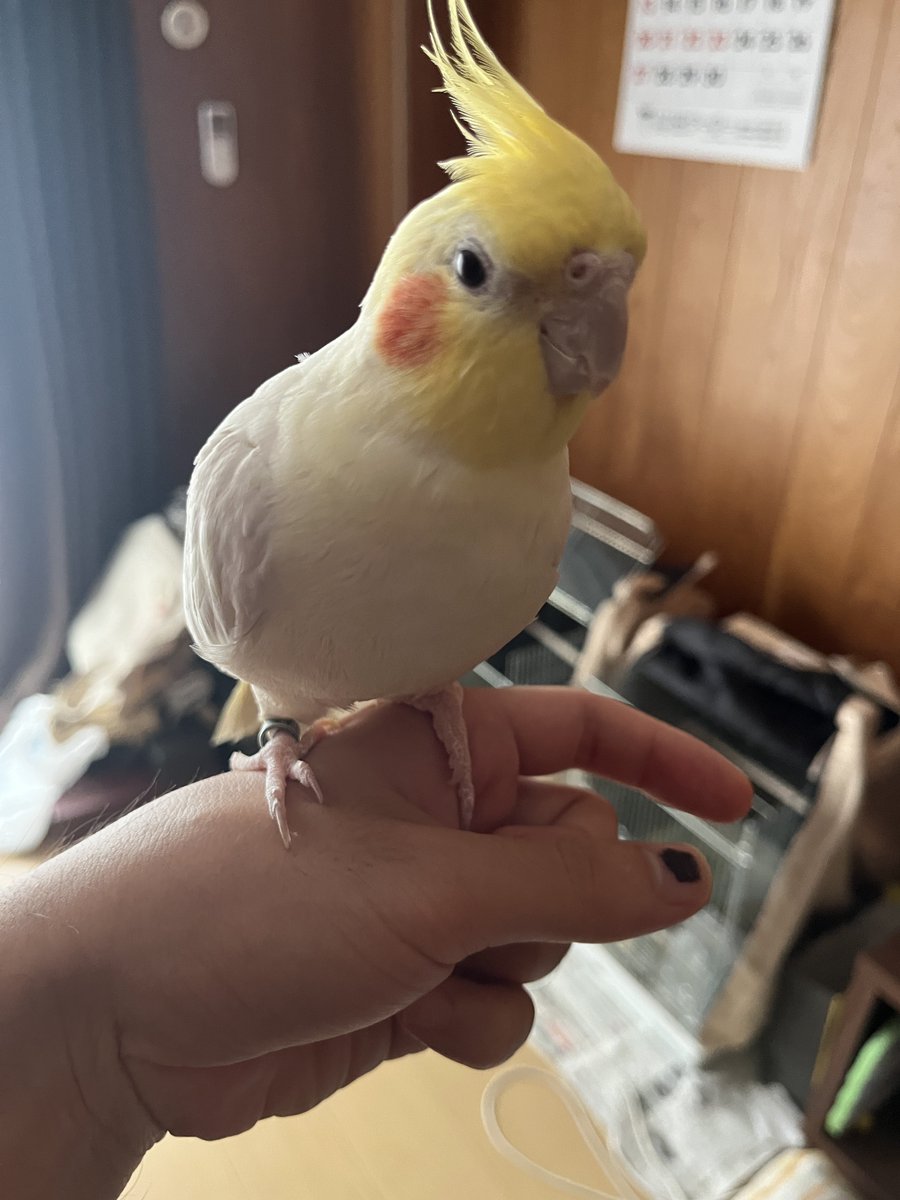 nao_isLoved's tweet photo. 飼い主が来て久々に出してもらえたチキン https://t.co/Rjz9xEzeRv