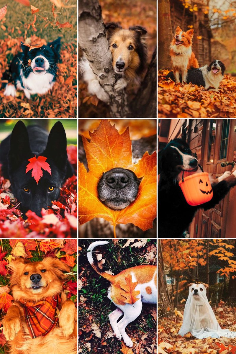 ASaintAmongSin's tweet photo. 🐶 https://t.co/rbKTVE7gTk