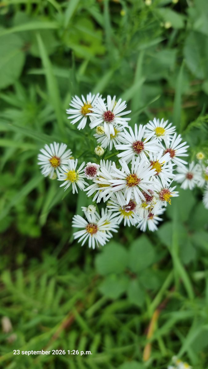 Griftpark2013's tweet photo. Margrietenveld Krommerijnpark Boer Dirk met vrijwilligers en bewoners Aster soort https://t.co/SAEpoZiLmV