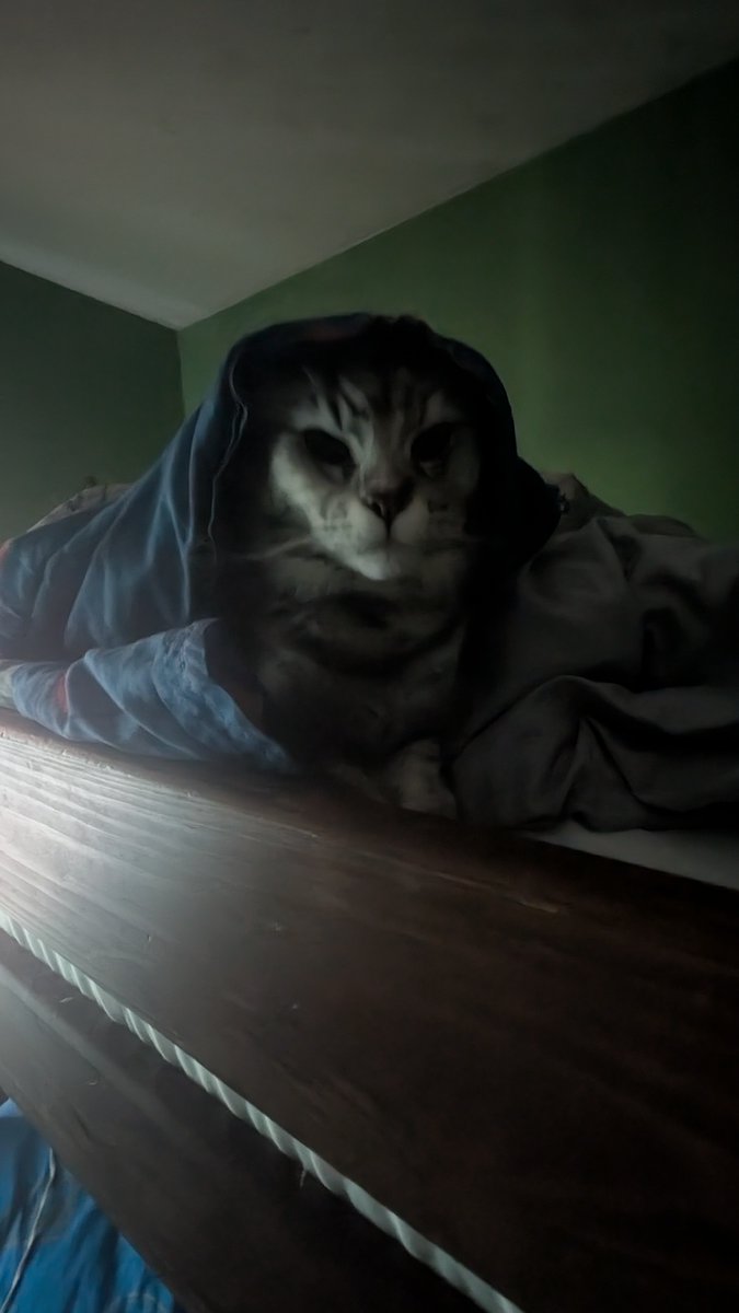 French_man_76's tweet photo. got there herself btw #cat https://t.co/6LwaLrMKL1