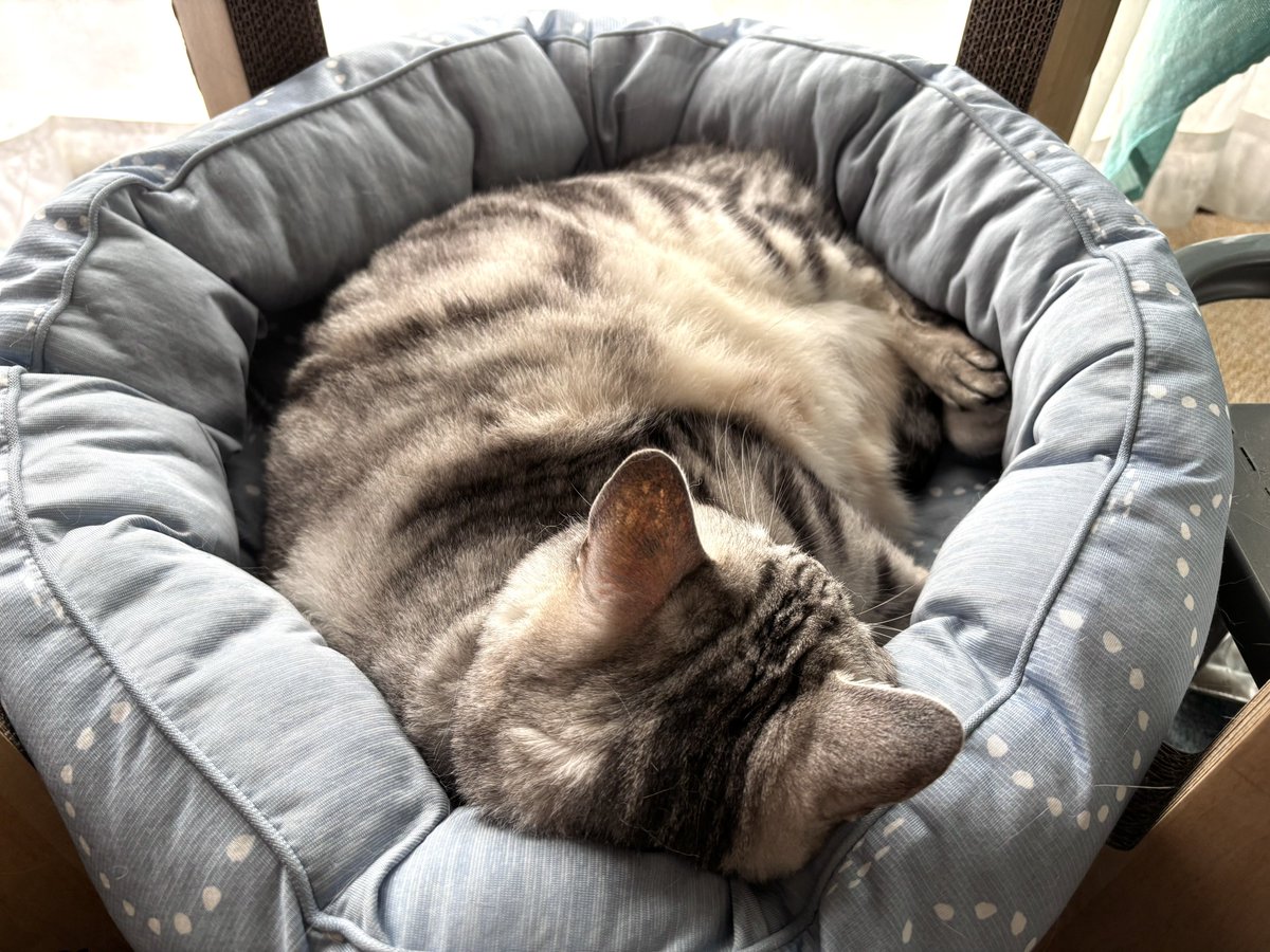 mifuyu_916's tweet photo. 昨夜は、ハチミツととげまる(のごはん)をわたしの部屋に隔離して、娘の部屋でサスケと寝ました。なんか騙されて枕元に来たのはいいけど、「ぷーぷー」とか「ふがふが」とか「…ガッ」とか寝息がうるさくて1時過ぎまで眠れなかった😇😇😇 https://t.co/TUbKIxjtDP