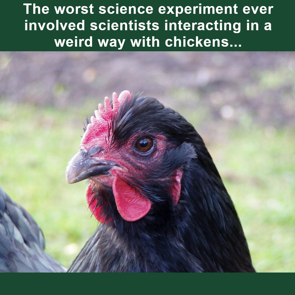 500wayscom's tweet photo. Perhaps one of the worst-ever or stupidest experiments in zoology is described at https://t.co/wq1SEIRnja (#chicken, #science, #zoology, #animalBehavior, #behaviorStudies, #poultry, #immunology, #scientists, #stupid, #weird) https://t.co/mjmgouNtvk