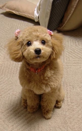 marieryumetal1's tweet photo. おはようございます
自分のアカウント名にもしている
トイプードルのマリーが
今朝ほど亡くなりました
享年21歳。
大きな病気はありませんでしたが
高齢でしたのである程度覚悟はしてました
２日前くらいから容態が急変して..

3歳頃の写真ですがこんな子でした
初めて写真を上げます https://t.co/ZdvaREt1Xa