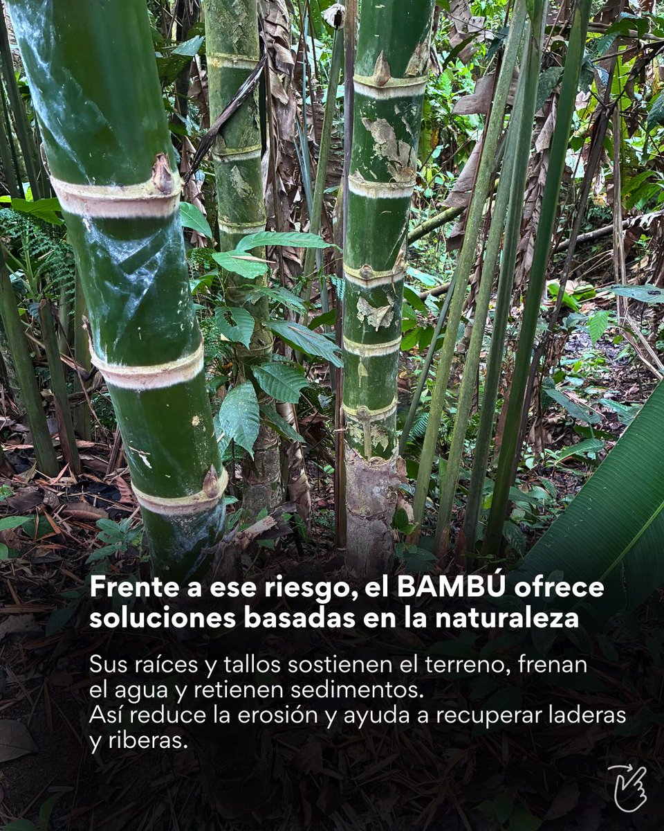 aecidecuador's tweet photo. 2/3 🧵

El proyecto “Desarrollo económico territorial mediante el fortalecimiento de la cadena de valor del bambú”, financiado por la @UEenEcuador y la AECID y ejecutado por @inbarlac, promueve prácticas concretas como: https://t.co/N6pf00325n