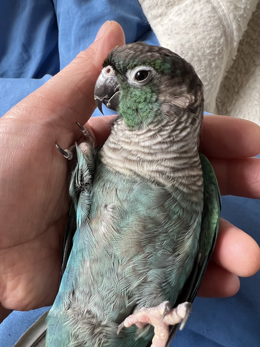 emerald05201968's tweet photo. ベタファームのサウスアメリカンミックス
我が家のウロコさんもよく食べます
プチン！と飛ばして無駄になる事も…w
#ベタファーム https://t.co/otZzgXJU8d