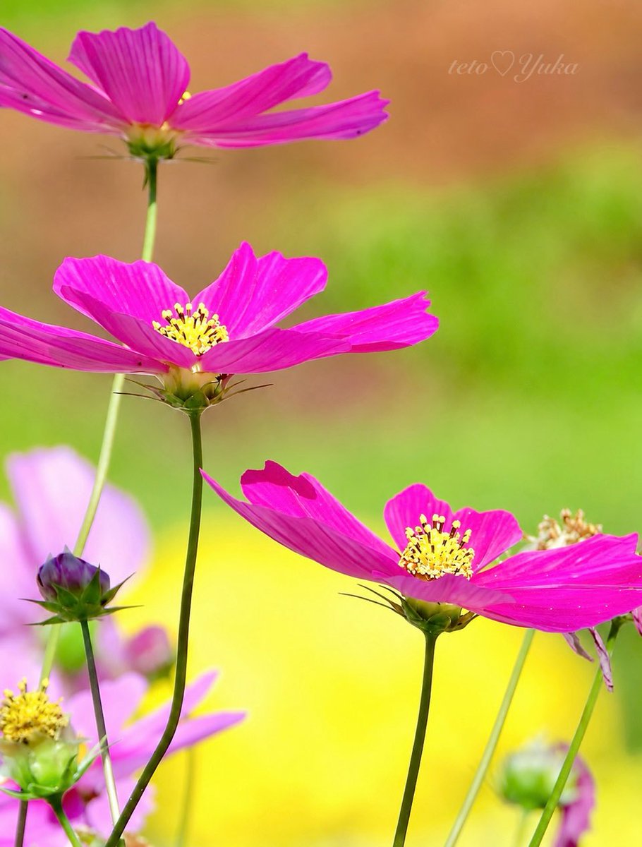 yuka_fujitani's tweet photo. ・
秋の訪れと
仲良しコスモス三姉妹

#FlowerPhotography https://t.co/cdinjy26e6