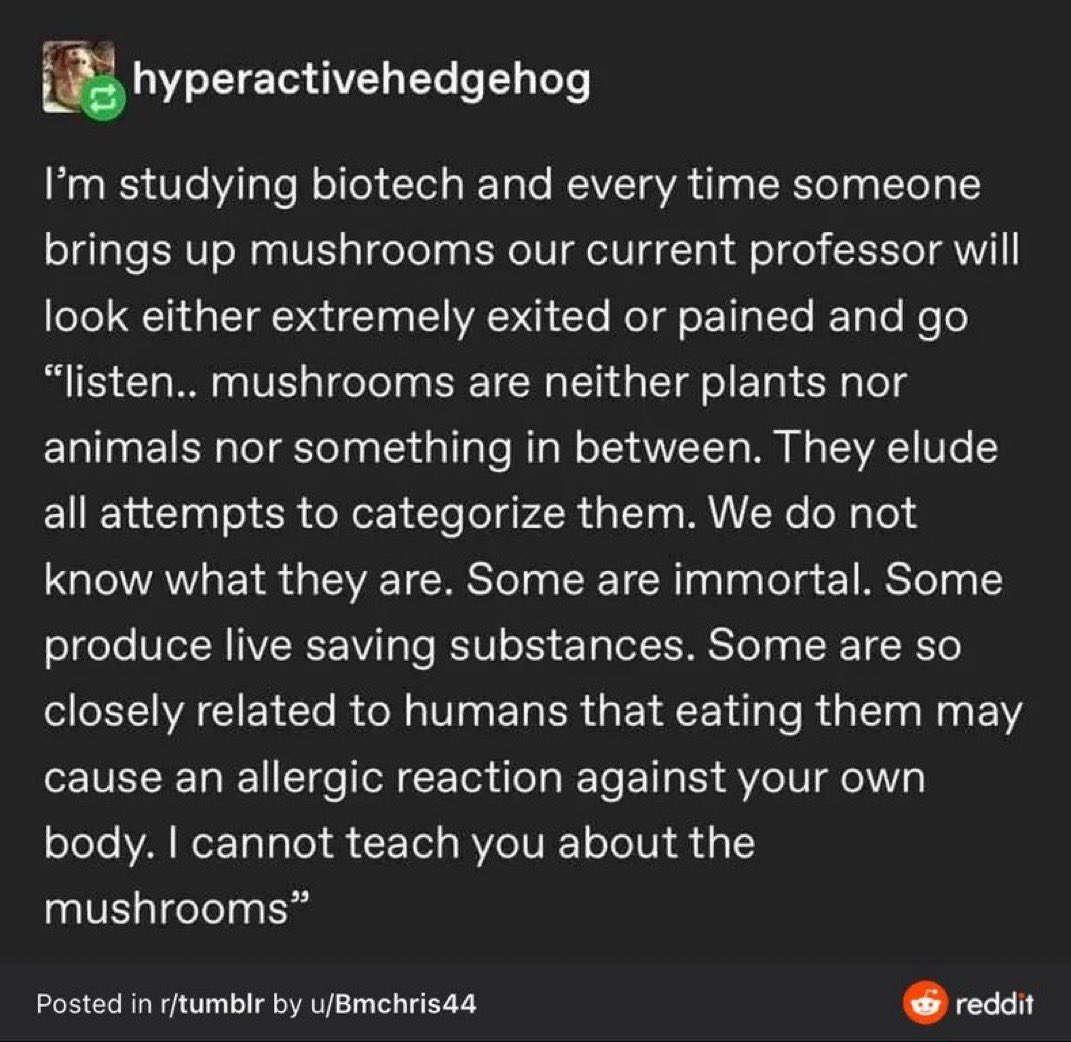 CharlyDoshi's tweet photo. mushrooms are so much more powerful than we realize https://t.co/1KjPMpSvwK