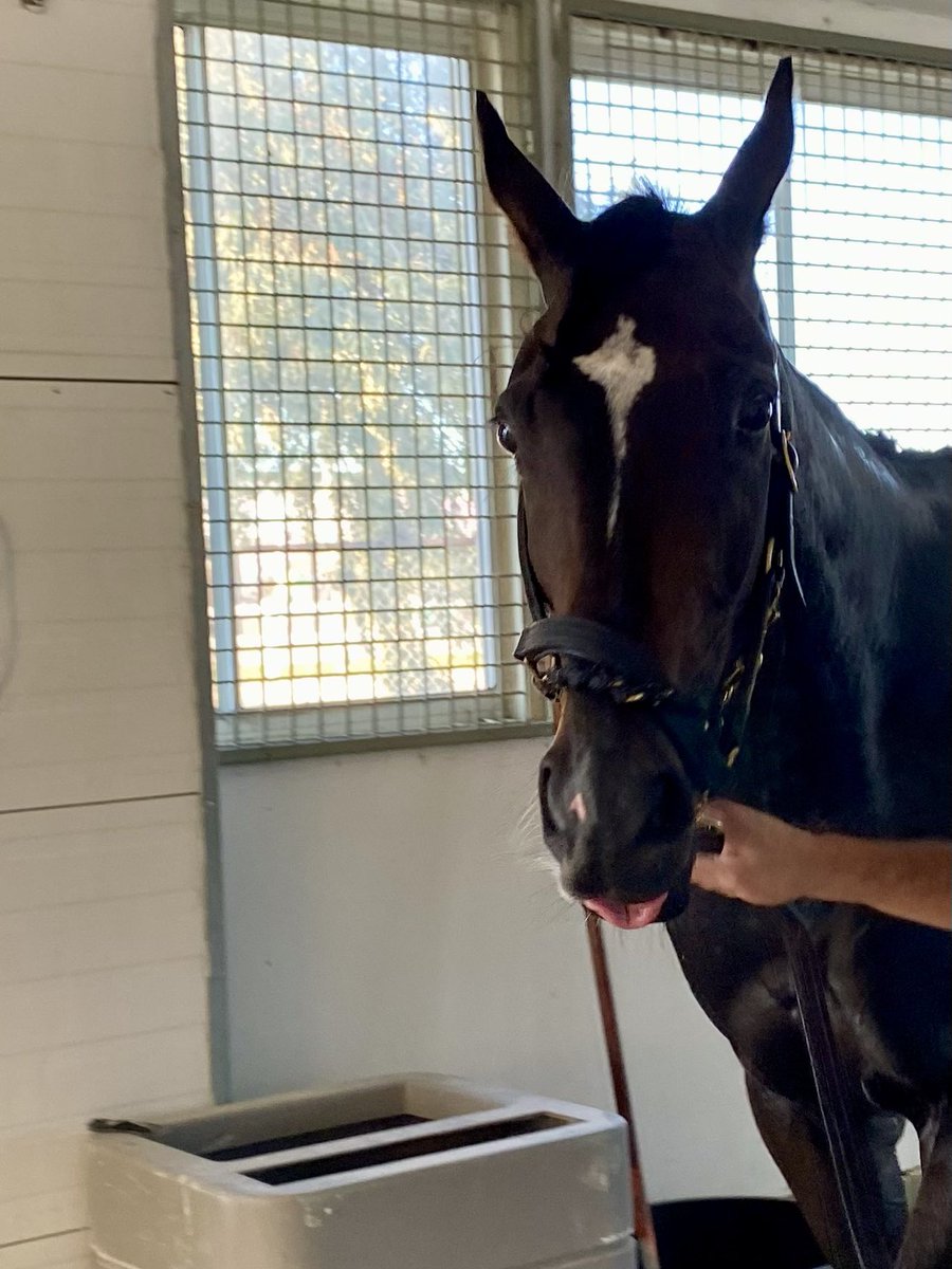 ClothesHorse39's tweet photo. ~So proud of Maisie this afternoon! Perfect ride by @D_Fukumoto ππ¨π¦ππ€#TMGRacing #Winner #PointOfEntry #AllHeart #Game #EarsUp #MyGirl https://t.co/jK2ycAy1ik