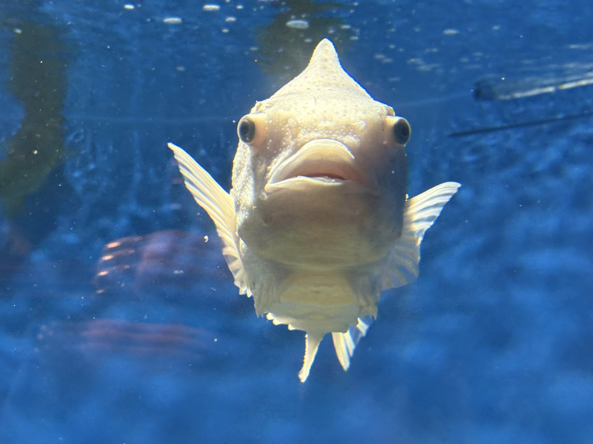 HTNMK_biglove's tweet photo. 魚の正面の顔が好き https://t.co/vuoU38AWNO