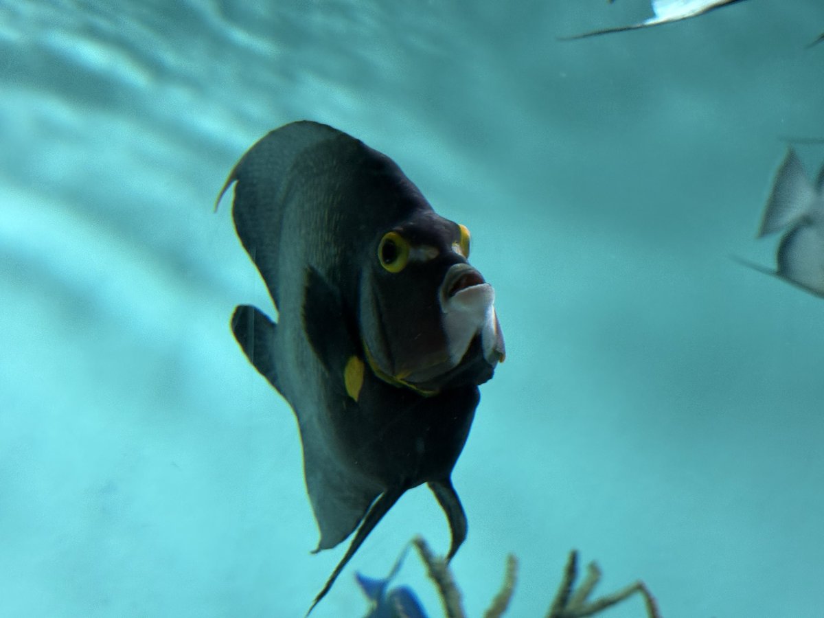 HTNMK_biglove's tweet photo. 魚の正面の顔が好き https://t.co/vuoU38AWNO