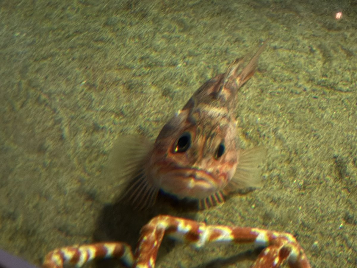 HTNMK_biglove's tweet photo. 魚の正面の顔が好き https://t.co/vuoU38AWNO