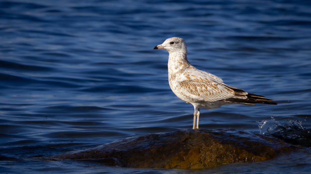 zoemitchell1hxp's tweet photo. A clean composition of a gull standing gracefully on a rock amid dark, textured water. Captured with a telephoto lens using the Rule of Thirds and soft lighting to highlight its intricate plumage against the deep blue background. https://t.co/uPkA0TuCUe