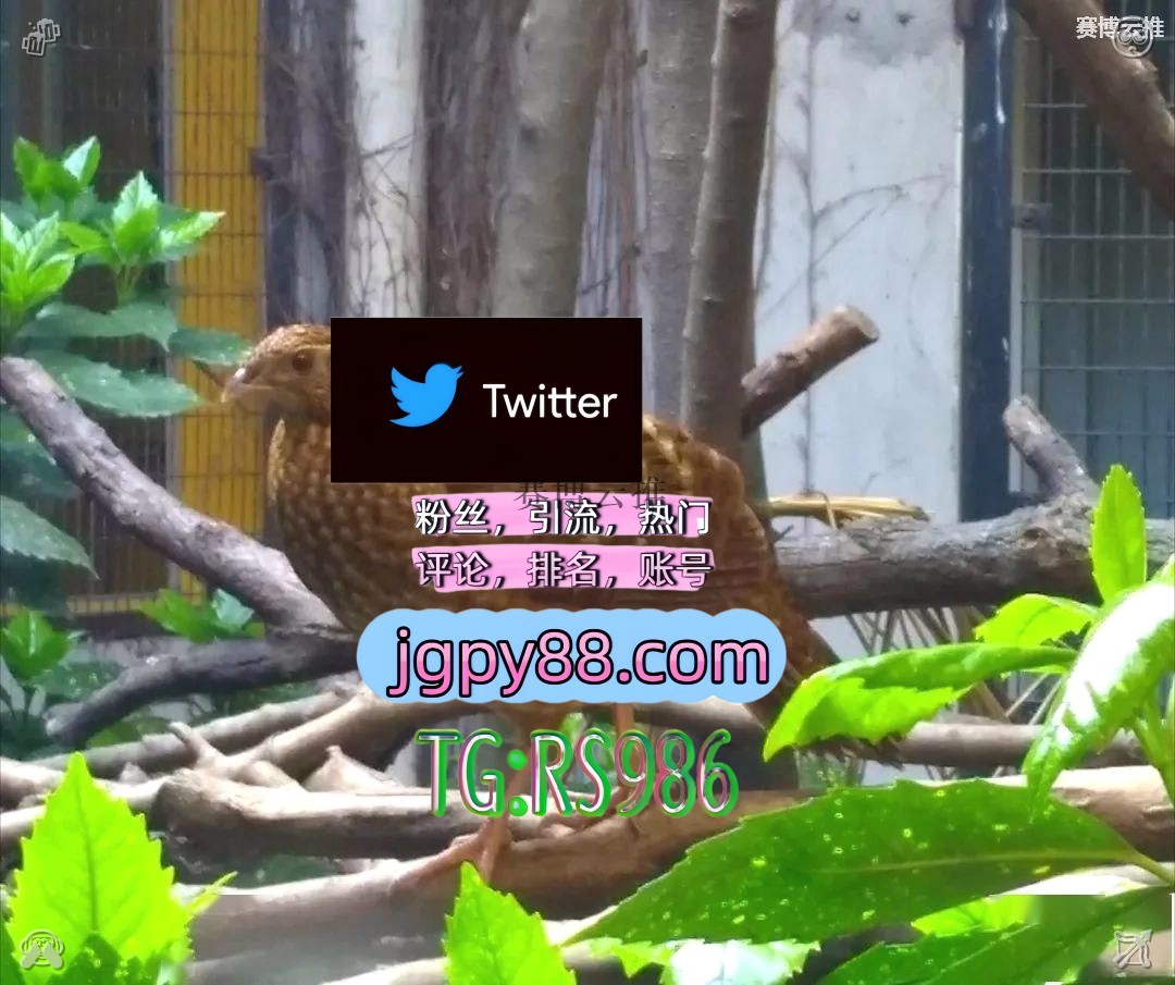 squirrel_ym's tweet photo. 愿你余生皆欢喜无烦恼无忧愁无悲伤💈
推特账号购买推特软件 
矩阵互动🌞輔助工具🌂 多账号管理、批量发帖、内容同步 项城点赞号
热门号慈利 攸县 海外获客🌺互推助手🎌数字货币🍁
排名号东明 霸屏🪐群发私信💐海外获客🍀✊ https://t.co/KozPphZSHI