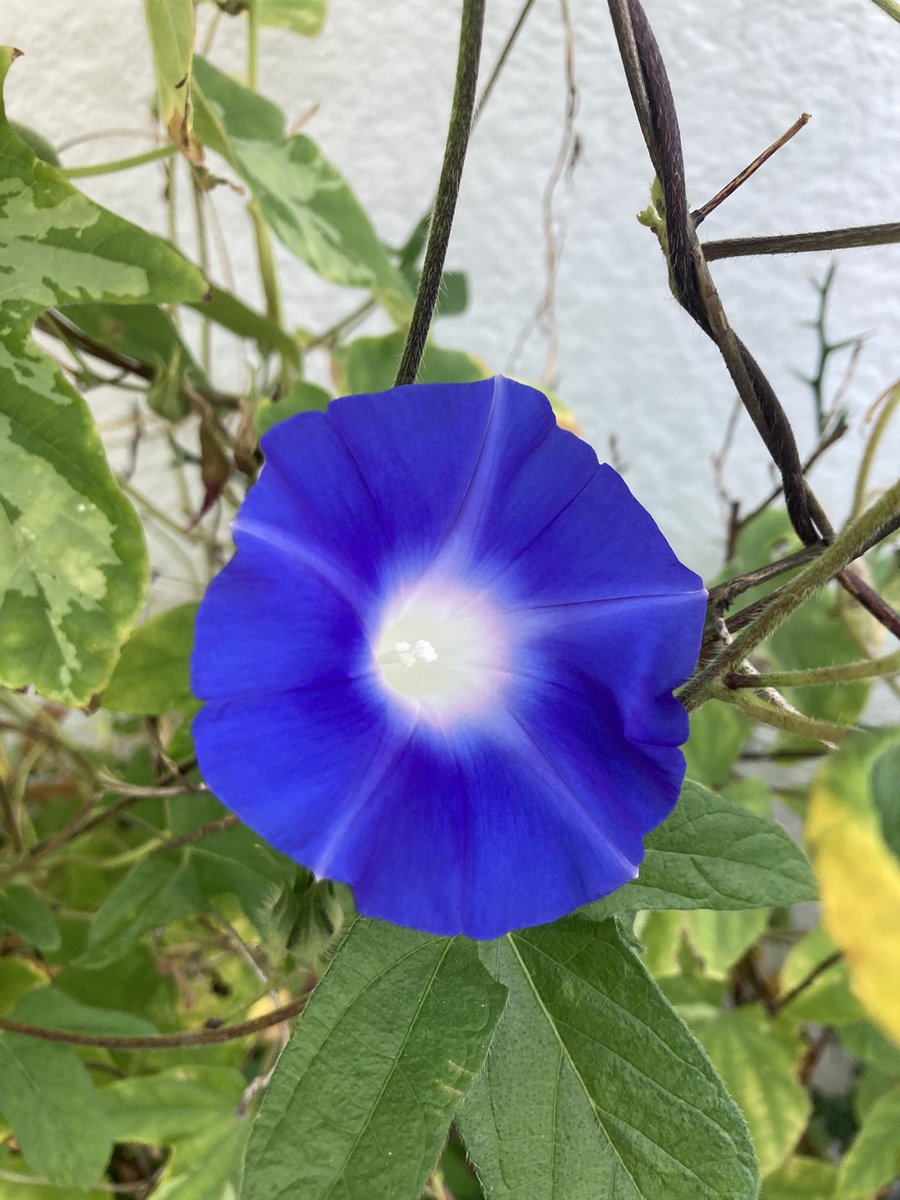 tea_double's tweet photo. 前工程は昼勤からの負の連鎖で2.5時間、我々と組み立ては1.5時間つつがなく終えて帰宅。

アサガオ、桔梗はまだ頑張ってます😊
少し花は小さく、色は淡くなってますけどね。 https://t.co/qqg3UUzatE