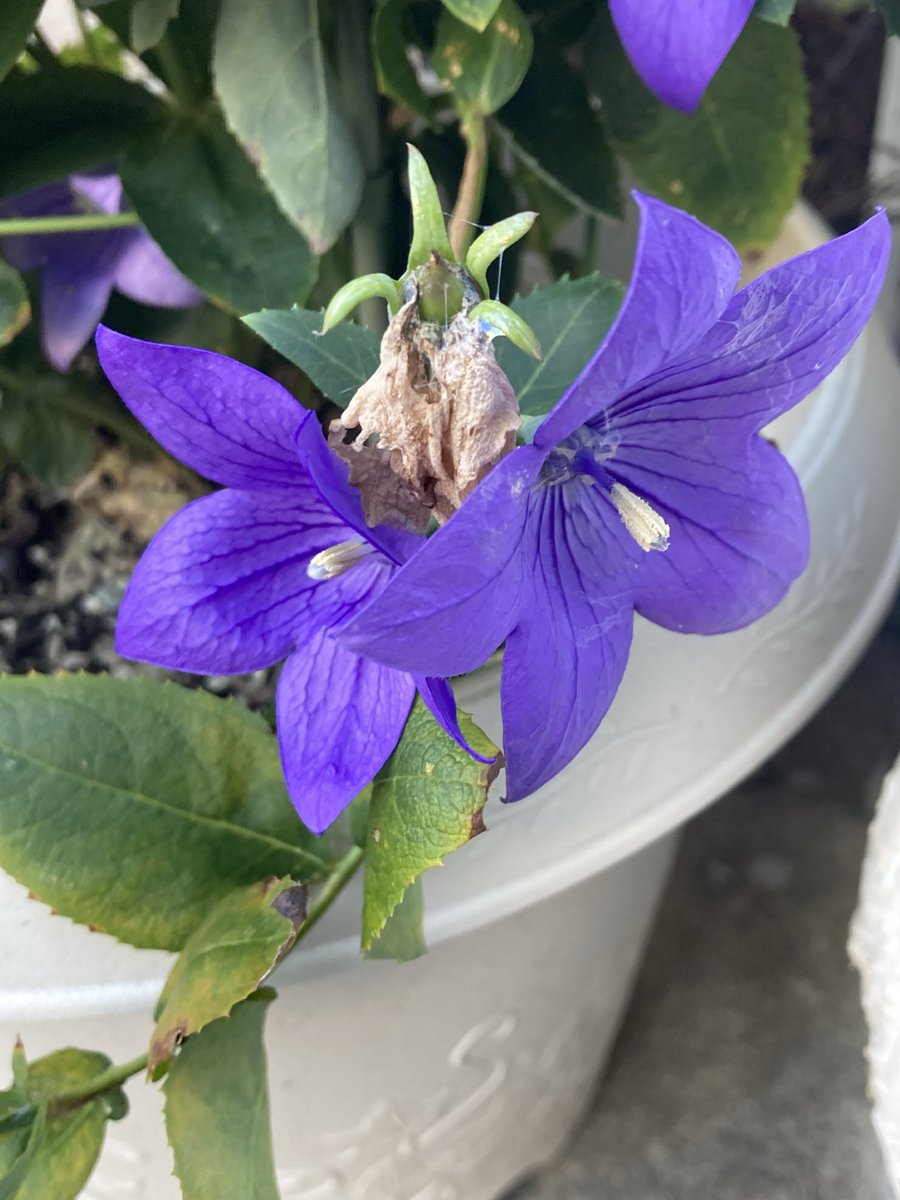 tea_double's tweet photo. 前工程は昼勤からの負の連鎖で2.5時間、我々と組み立ては1.5時間つつがなく終えて帰宅。

アサガオ、桔梗はまだ頑張ってます😊
少し花は小さく、色は淡くなってますけどね。 https://t.co/qqg3UUzatE