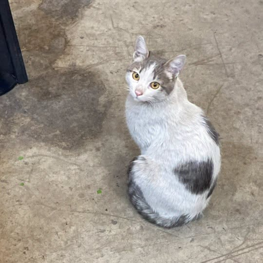DeGatitos_'s tweet photo. GATITO EN ADOPCIÓN EN PACHECO!
Gatito de 4 meses, divino, re buenito. Quien lo tenía se mudó y lo abandonó en una fábrica y lo maltratan los demás gatos.
Contacto 1133818287
#GatitosenadopciondefansZONANORTE https://t.co/AGS7k1Q0Jk