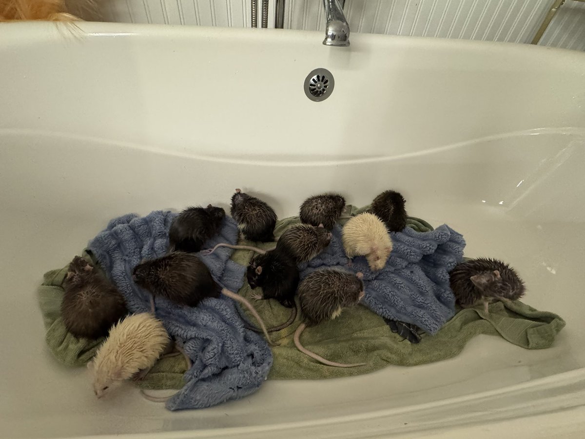RatsPicnic's tweet photo. Look at all those clean tails https://t.co/tzSjuF2xnU